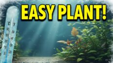 7 easy low light aquarium plants for coldwater tanks