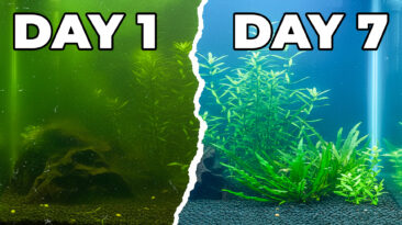 Natural ways to stop aquarium algae – fix BBA, diatoms, green spot fast