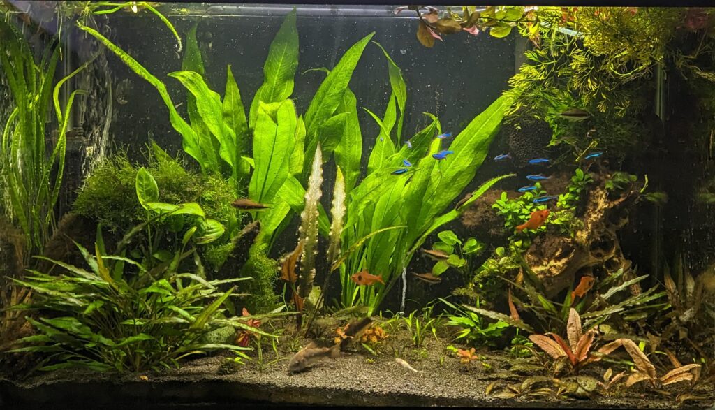 STOP Doing THIS If Your Aquarium Plants Keep Melting aquarium-plant-how-to-fix-melting-growth-mistakes-and-real-solutions-tank-care
