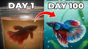 Thinking about buying a betta fish? Start here. This guide covers betta fish care, beginner mistakes, the betta bowl myth, pet store cup damage, and how to build a real betta-friendly tank