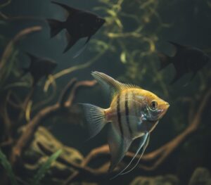 Peaceful Fish Turn Aggressive It’s Not the Fish