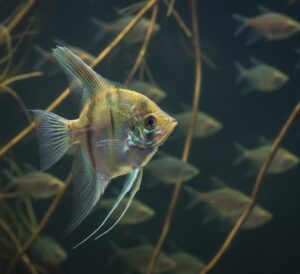 It’s pressure, not personality. Watch the triggers and the real fixes to stop chasing, fin nipping, and fightin