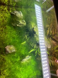 Stop Doing This – Why Your Tank Gets Algae (2026 Guide) Struggling with algae no matter how much you clean? This guide reveals the hidden beginner mistake that triggers constant algae in freshwater tanks.
