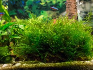 Java Moss is one of the most forgiving beginner aquarium plants