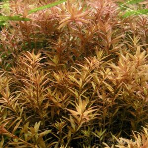 Rotala rotundifolia – slow adapting but beautiful growth - best beginner aquarium plants