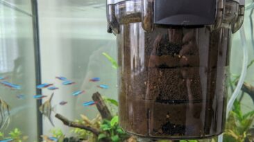 Aquarium filter media getting dirty quickly in a clear freshwater tank