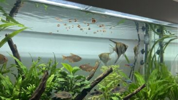 Aquarium fish ignoring food and suddenly not eating in a clear freshwater tank