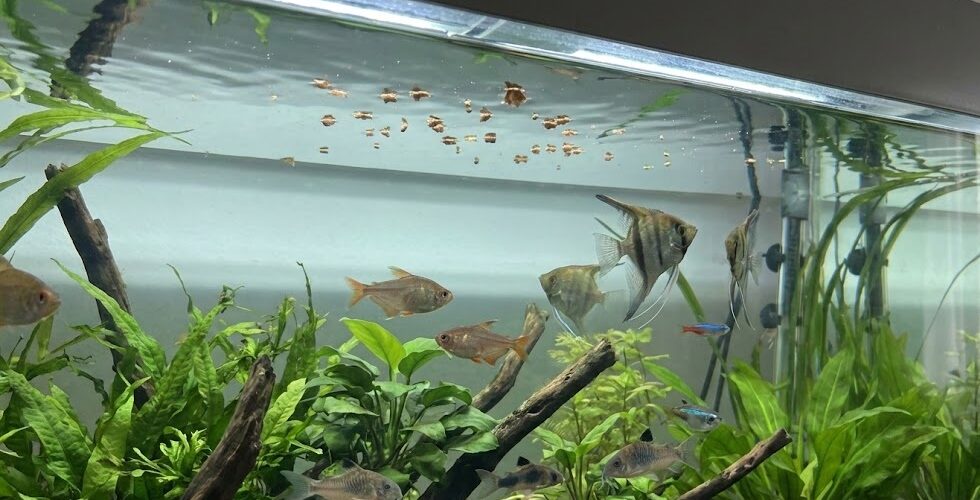 Aquarium fish ignoring food and suddenly not eating in a clear freshwater tank