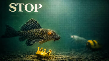 If cleanup crew fish don’t work in your aquarium, this guide explains why algae comes back, how algae eaters mask the real problem, and what actually stabilizes tanks.