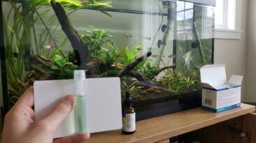 Aquarium with clear water and an ammonia test reading 0.25 indicating a false ammonia reading