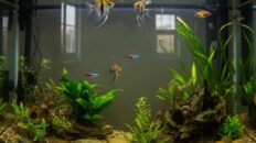 Fish showing stress after a water change in a clear freshwater aquarium