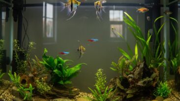 Fish Dying After Water Change? The Real Reason Fish showing stress after a water change in a clear freshwater aquarium