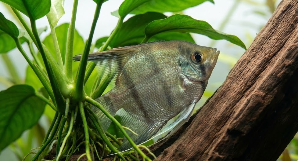 Fish Not Eating? Why They Suddenly Stop Feeding Subtle fish stress signs in an aquarium that can cause sudden loss of appetite