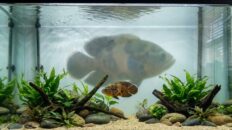 Monster fish juvenile trap in a small aquarium setup that looks stable but is about to collapse