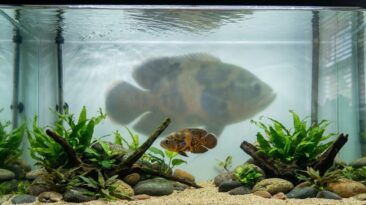 Monster fish juvenile trap in a small aquarium setup that looks stable but is about to collapse