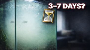 Most cloudy water in new aquariums is normal — but reacting too early causes bigger problems later. Learn the real timeline and hidden risks.