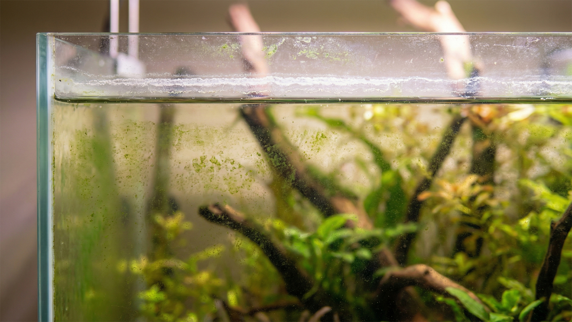 Aquarium Glass Gets Dirty Fast? Here’s Why Close-up of algae and biofilm forming on aquarium glass