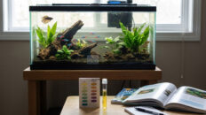 Aquarium pH Keeps Dropping? Hidden Causes Explained Aquarium pH keeps dropping shown by low pH test result in a freshwater tank