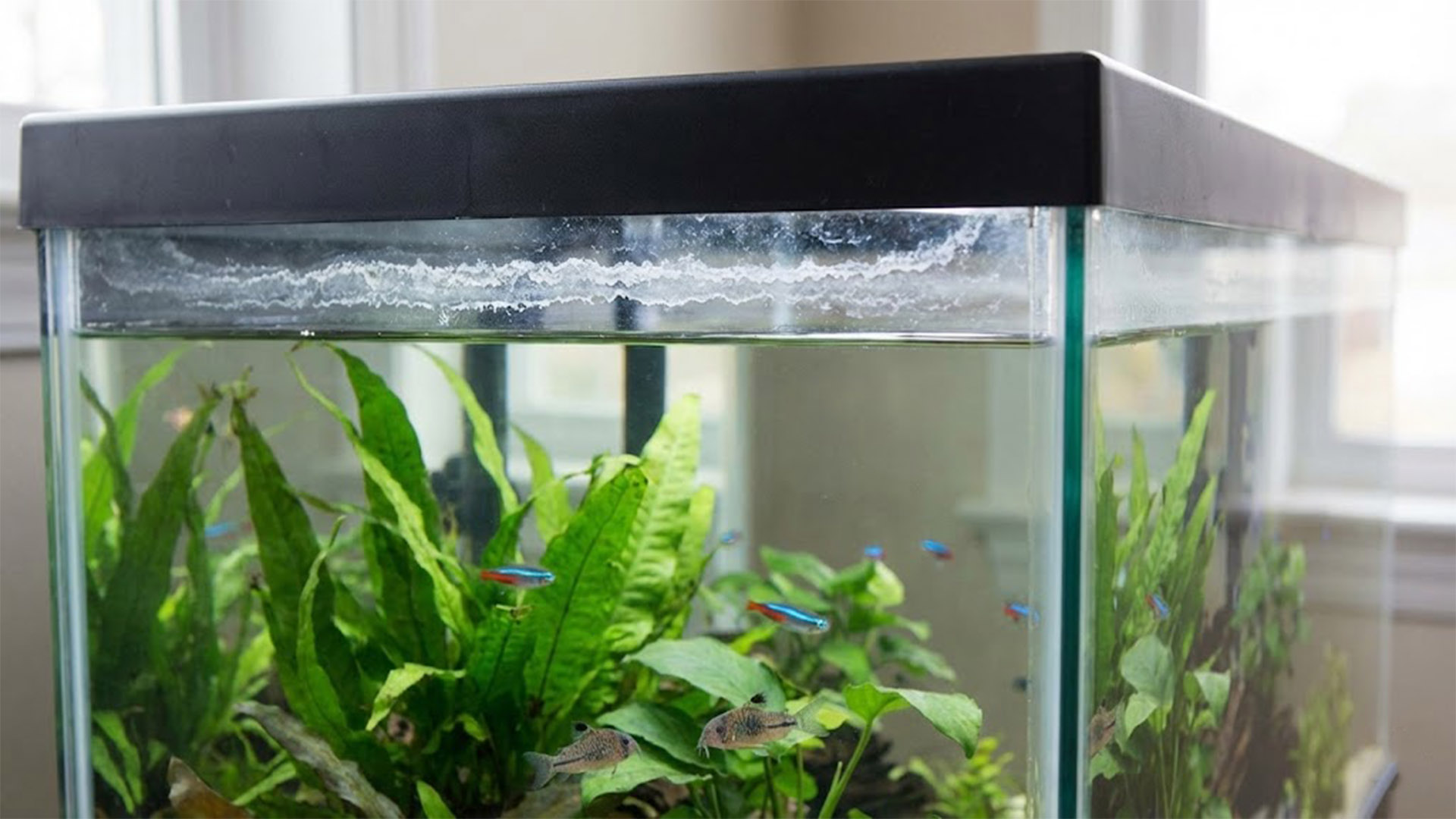 Aquarium top-off water causing mineral concentration from evaporation
