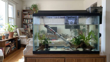 Aquarium water level dropping due to evaporation in a freshwater tank,Aquarium Water Evaporates Fast