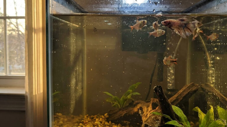 Fish dying after a water change due to sudden water parameter shock