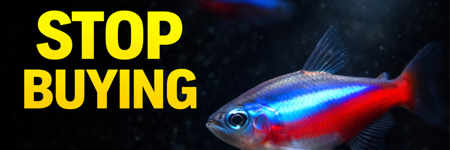 stop buying neon tetras for community tanks