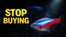stop buying neon tetras for community tanks