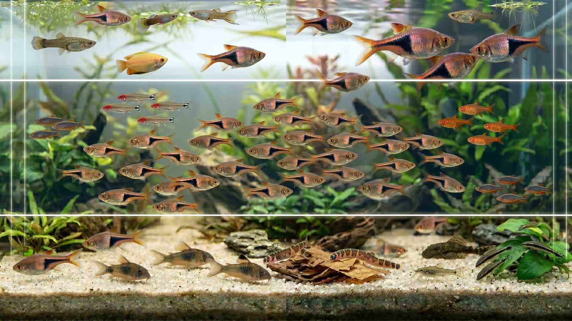 aquarium 3 layer fish system top middle bottom