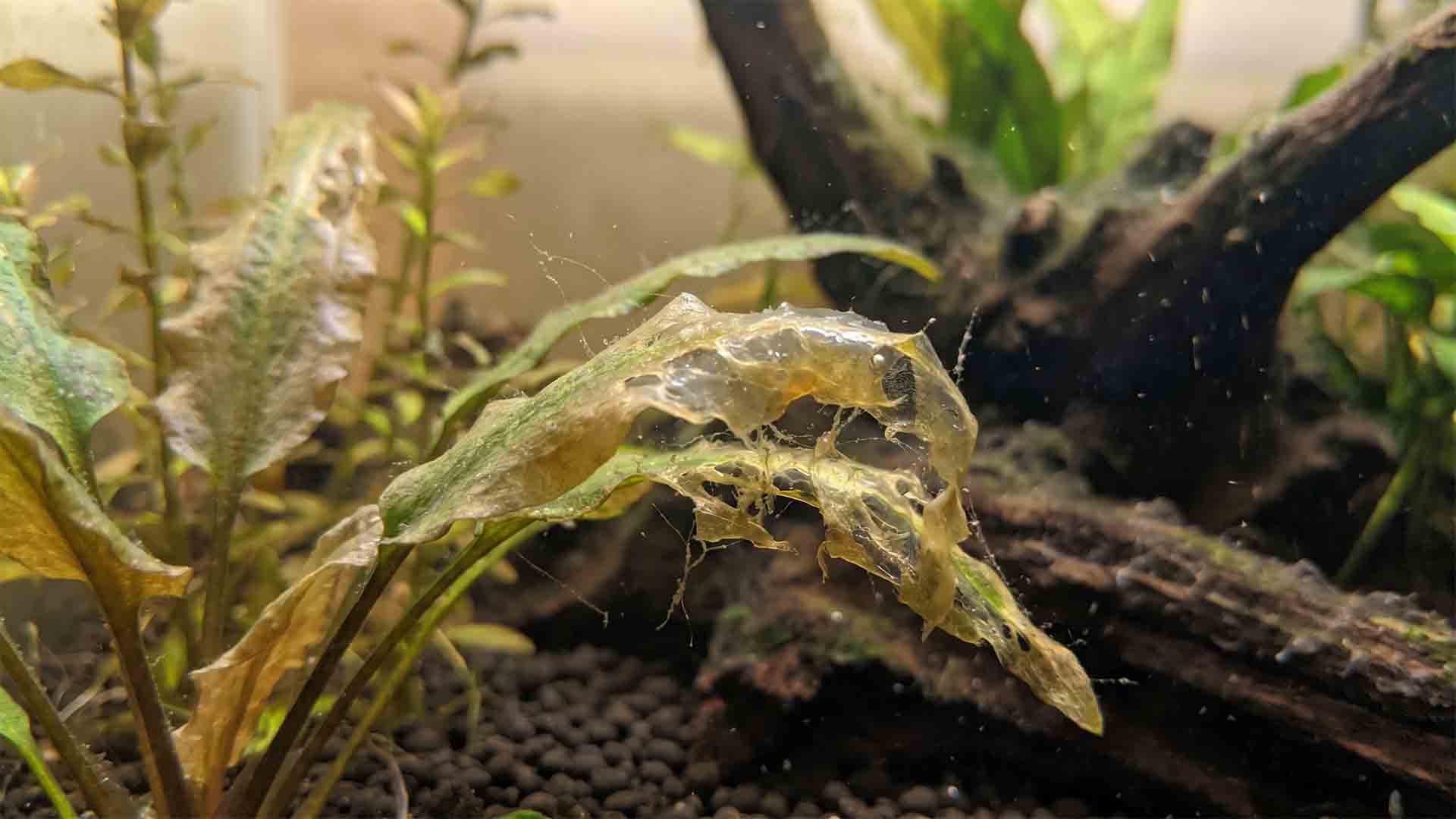 aquarium plants melting in warm water high temperature tank