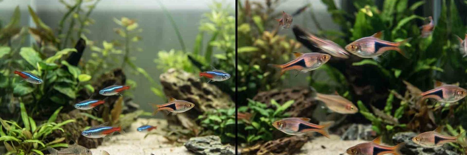 best community fish that get along together peaceful vs aggressive aquarium