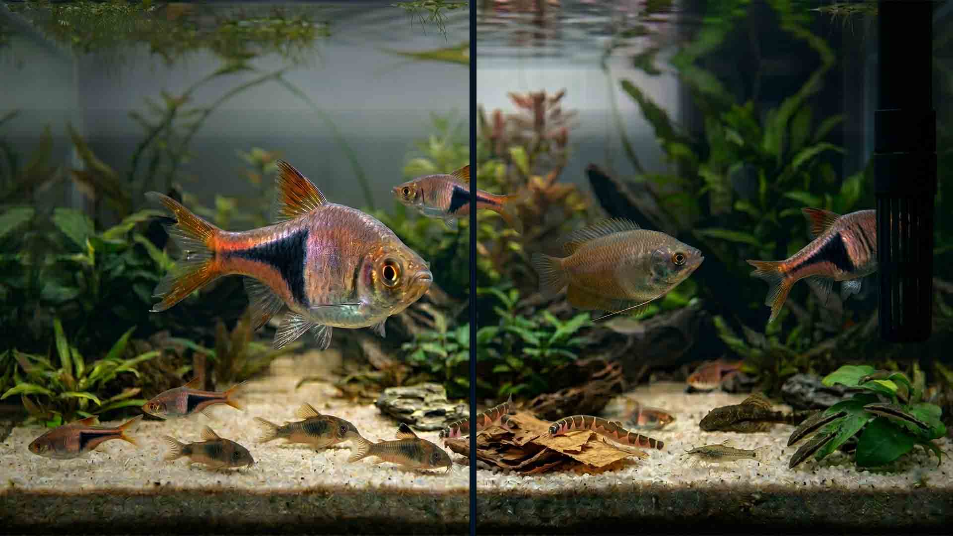 early signs of fish aggression aquarium