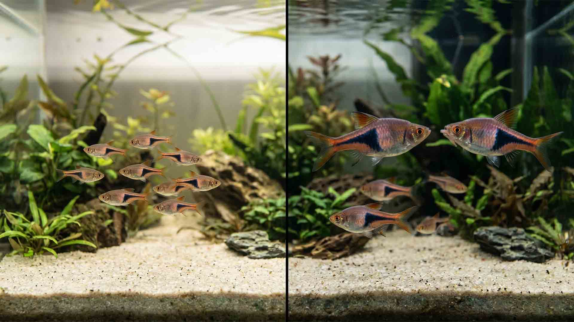 juvenile fish peaceful vs adult fish aggression aquarium