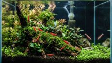 cherry shrimp keep dying in a clean nano tank with hidden instability