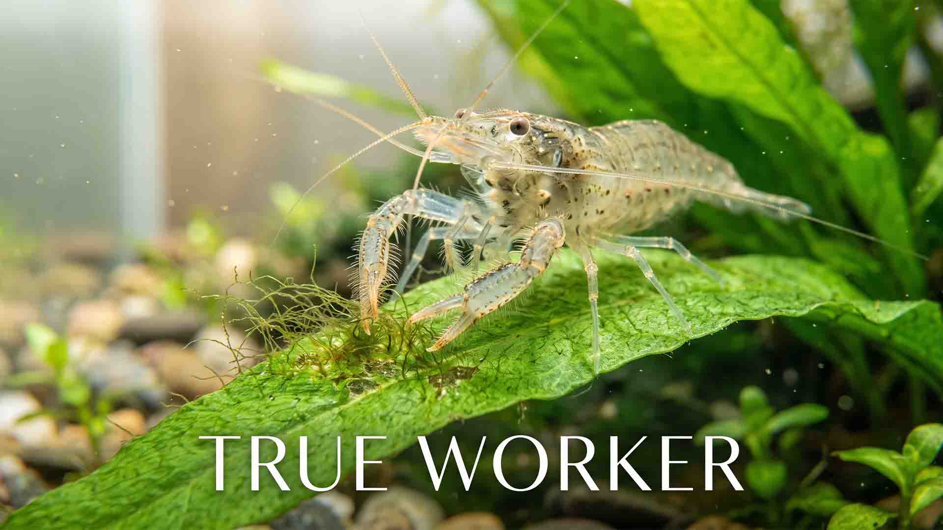 Macro shot of an Amano shrimp meticulously eating hair algae off a green aquarium plant leaf as part of a clean up crew.