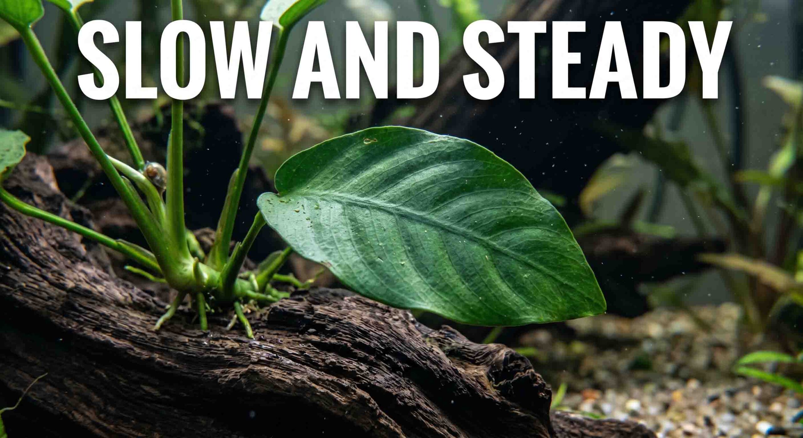 Healthy Anubias plant attached to driftwood in a low-tech cold water aquarium.