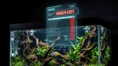 PetSmart vs PetCo: The Hidden Cost of a Cheap Aquarium Setup Aquarium budget hack showing hidden financial costs behind pet store starter kits. Cheap Aquarium Setup: PetSmart vs PetCo Hacks