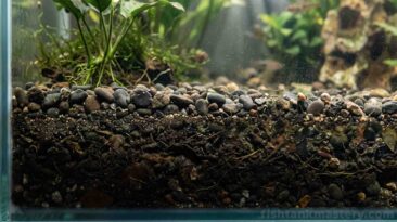 Macro view of aquarium sand substrate accumulating organic waste beneath clear water column est bottom dwellers for freshwater tank