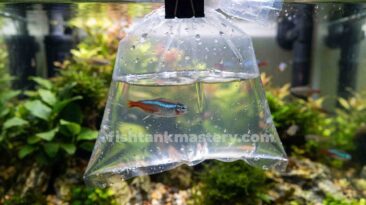 The BEST & WORST Schooling Fish (Why Your New Fish Keep Dying) Stressed newly purchased schooling fish inside an acclimation bag floating in a home aquarium.