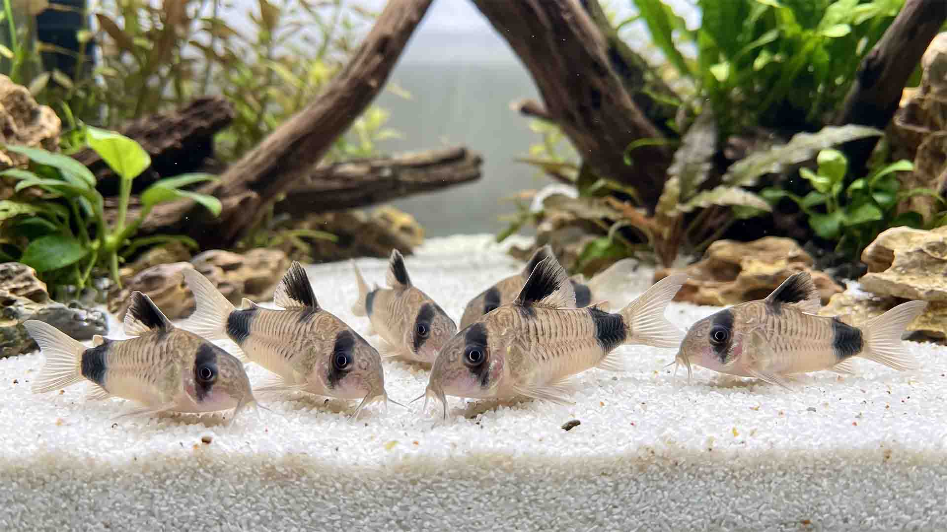 Group of Panda Corydoras catfish safely foraging and sifting through fine white aquarium sand