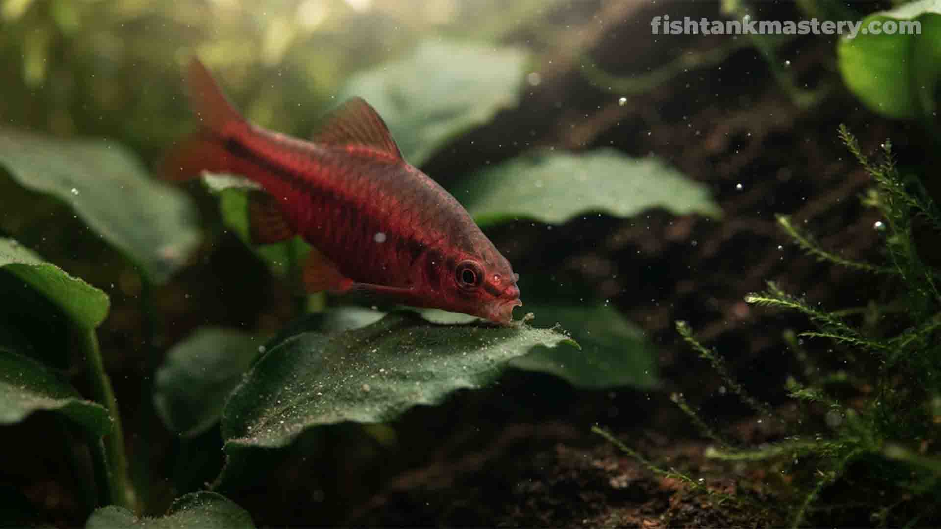 Cherry Barb peacefully grazing on microscopic biofilm on a green Anubias leaf in a planted aquarium.