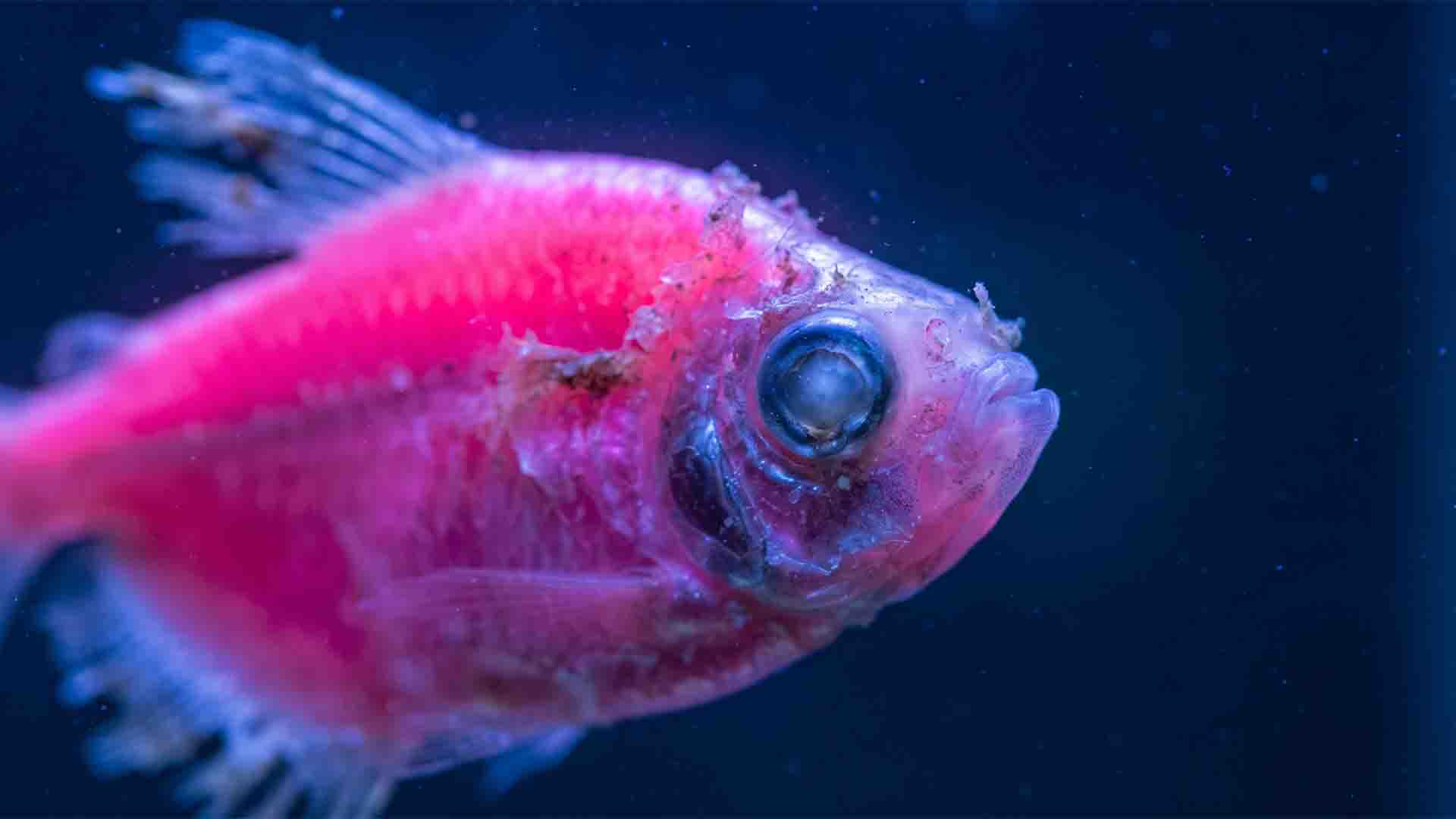 Neon pink GloFish tetra showing signs of genetic exhaustion and biological decay under LED lighting.