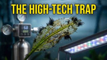 STOP Wasting Money on High-Tech Gear for Cold Water Planted Tanks Melting aquarium plant covered in algae due to high-tech gear in cold water setup.