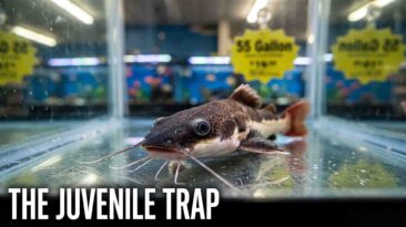 A tiny juvenile monster fish in a pet store bare tank representing the delayed biological failure trap.
