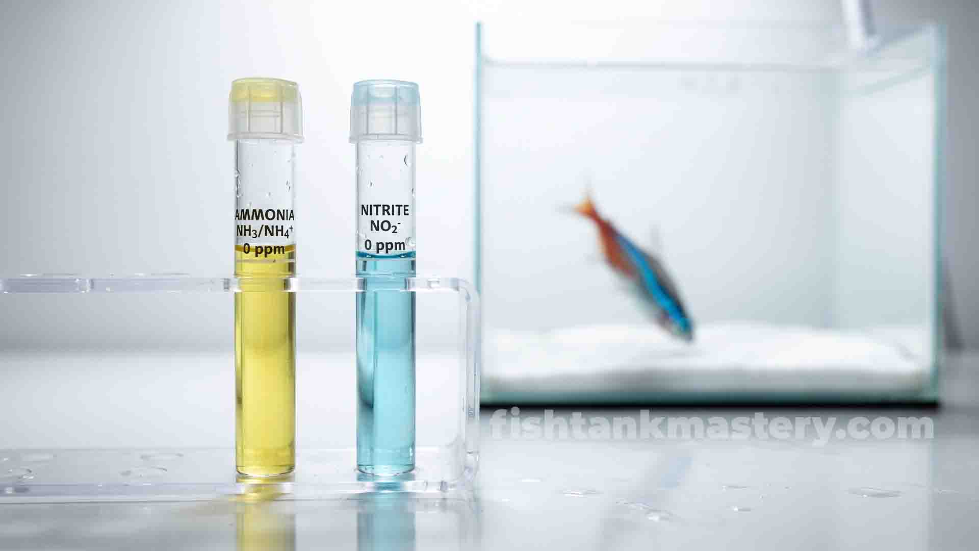 API water test tubes showing zero ammonia and nitrite while a new tetra fish sinks to the bottom.