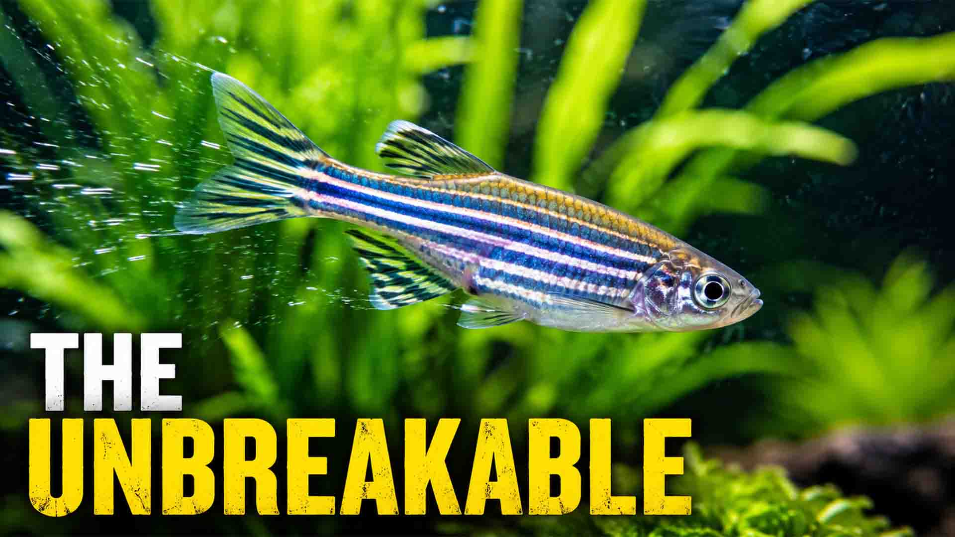 Zebra Danio swimming actively in a planted tank, showcasing its resilience as a beginner fish.