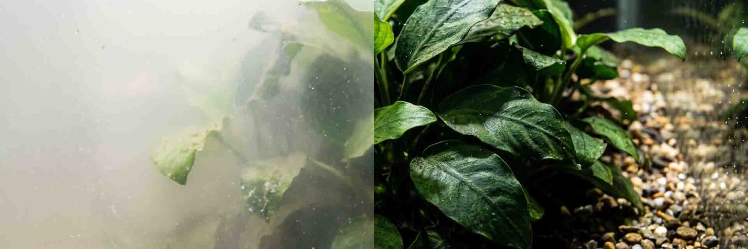 Milky cloudy water in new aquarium caused by heterotrophic bacterial bloom vs crystal clear water