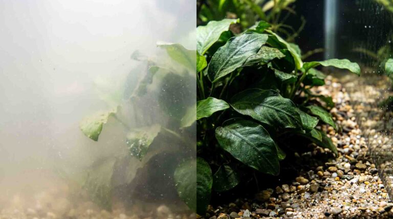 Milky cloudy water in new aquarium caused by heterotrophic bacterial bloom vs crystal clear water