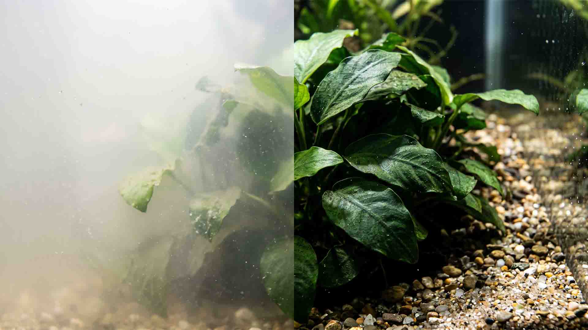 Milky cloudy water in new aquarium caused by heterotrophic bacterial bloom vs crystal clear water