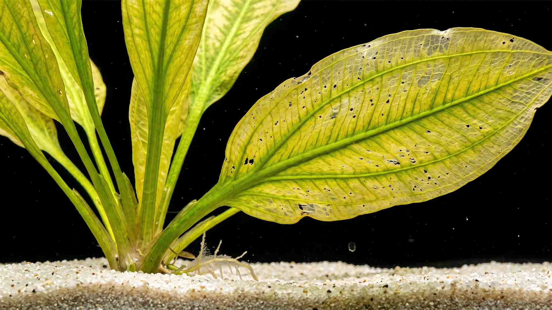 Amazon sword plant in inert gravel displaying severe iron and potassium deficiency symptoms with transparent yellowing leaves.