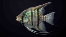 10 Angelfish Mistakes That Ruin Community Tanks Adult freshwater angelfish Pterophyllum scalare showing predatory mouth opening and tall dorsal fin geometry on pure black background.